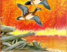 ArnoskyJim-WoodDucks-sj. Arnosky, ����