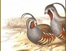 PO ptb 14 Colin des Montagnes. ����, ����