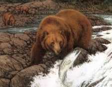 kb Doolittle 06 02 Real Bear. , 