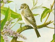 pa BasilEde 38 SpottedFlycatcher. , 