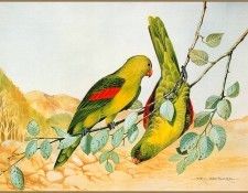 pa EricShepherd 12 Red WingedParrot. , 