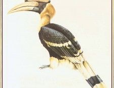 BarrettPeter GreatIndianHornbill-We. , 