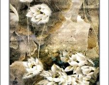 CSCU aping 2k3 wang ke yin 028. ��� ��� ��