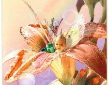 kb Cross Tom Sum Daylily Fairy. , 