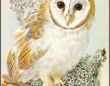 pa BasilEde 16 BarnOwl. , 