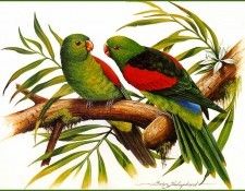 pa EricShepherd 02 RedWingedParrot. , 