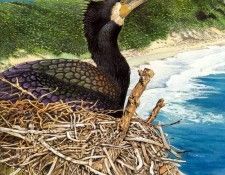 kb Oliver Tony BBN08. ������, ����