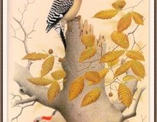 Sj WbZ 02 Red-bellied Woodpecker. , 