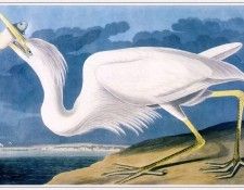 Audubon Great-White-Heron-sj. Audubon,  