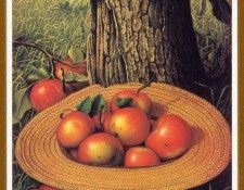 PrenticeLeviWells Apples HatandTree-We. ,  