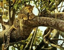 kb Bateman Leopard in a Sausage Tree. Bateman, Роберт