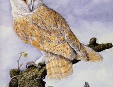 Twinney Dick Nature 018 Sun. Twinney, ���