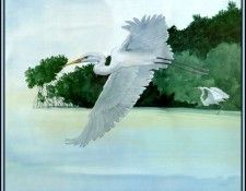 D50-AWE023-RB-Great Egret 5. Bansemer, ������