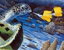 kb RLN The Butterfly and the Turtle. Нельсон, Роберт Лин