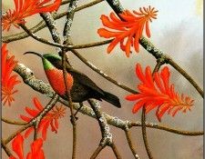 pa NormanArlott 22 Scarlet ChestedSunbird. Arlott, ������
