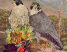 Oz AGls038 Tony Oliver 93 Peregrine Falcon. , 