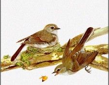 pa TonyOliver AustralianBirds 16 BrownFlycatcher. , 