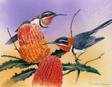 kb Shepherd Eric 12 Western Spinebills. , 