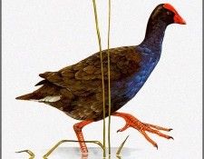 pa TonyOliver AustralianBirds 33 SwampHen. , 