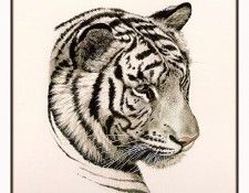 Coheleach-Guy WhiteTigerHead-sj. Coheleach, ���