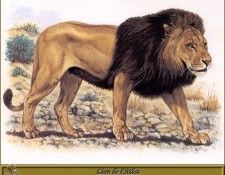 PO pfrd 046 Lion de lAtlas. Dallet, ������