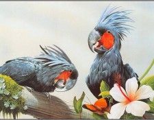 pa EricShepherd AP2004 04 PalmCockatoo. , 