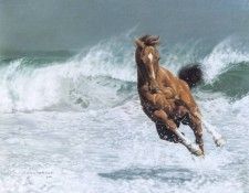 kb Harrison Exuberance. , 