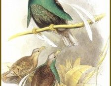 PO ptb 41 Paradisier de Wallace. ����, ����