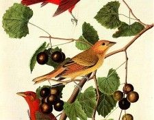 jja 0008 Summer Tanager Bayou Sara-Louisiana-August 27, 1821 sqs. Audubon,  
