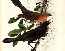 jja 0009 Boat-Tailed Grackle Bonnet Carres Church-January 4, 1821 sqs. Audubon,  