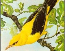 pa BasilEde 29 GoldenOriole. , 