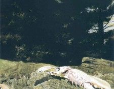 File9731. Wyeth, Джеймс