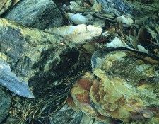 art 719. ������, �����