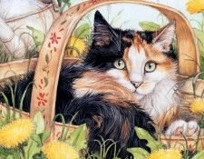 kb Cook Debbie 2001 04. ���, �����