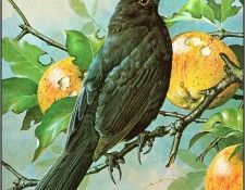 pa BasilEde 45 Blackbird. , 