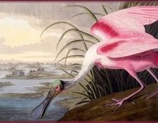 ma Audubon Rosate Spoonbill. Audubon,  