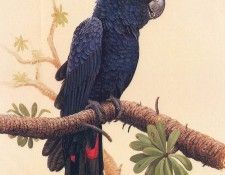 Oz AGls033 Rod Scott Red-Tailed Cockatoo. , Rod
