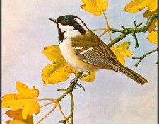 pa BasilEde 40 CoalTit. , 