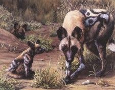 kb Johnson Shannon-African Wild Dogs.  
