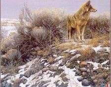 drum002 Robert Bateman Coyote in Winter Sage. Bateman, Роберт