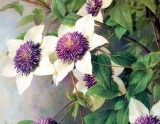 an artists garden csg041. ���, �������