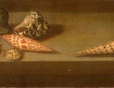 lezard-coquillages. ,   