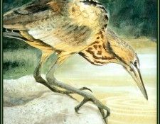 D50-AWE067-RB-American Bittern 1. Bansemer, ������