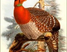 bs-na- Joseph Wolf- Blyths Tragopan. , 