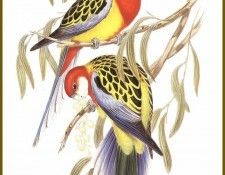 PO ptb 48 Perruche Omnicolore. ����, ����