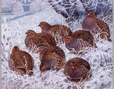 43648. Tunnicliffe, ������