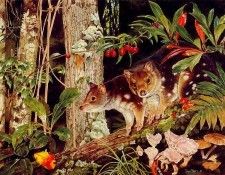 Oz AGls093 Tony Oliver Spotted Tail Quoll. , 