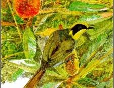 pa TonyOliver AustralianEndangeredWildlife 12. , 