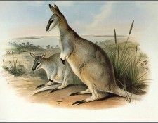 pa AVM ext 08 Gould ToolacheWallaby. , 
