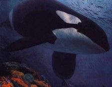 lrsScottRandall-SalmonHunter. �����, �������